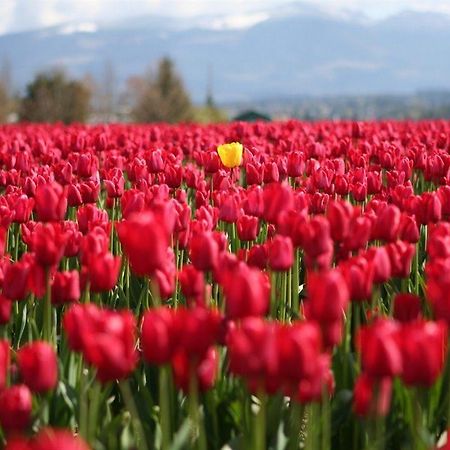 Red Tulip Hotel 安吉利斯 外观 照片