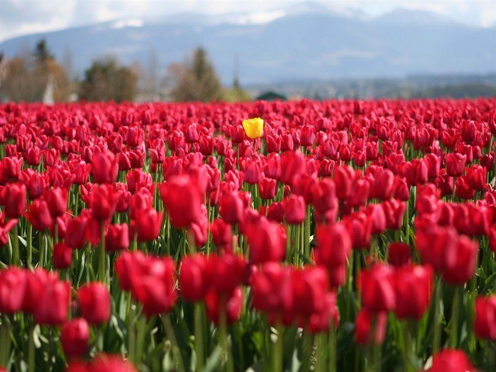 Red Tulip Hotel 安吉利斯 外观 照片